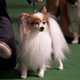 Image for article titled Elegant Updos and Classy Coats at the Westminster Dog Show
